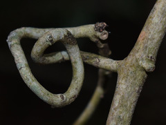 Salacia disepala