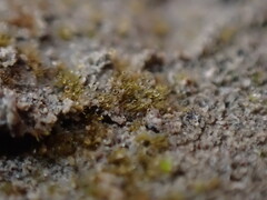 Ephemerum spinulosum