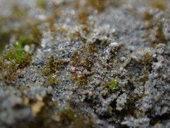 Ephemerum spinulosum