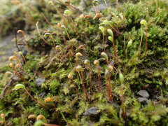 Amblystegium serpens