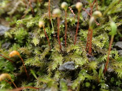 Amblystegium serpens