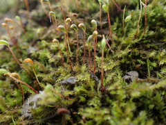 Amblystegium serpens