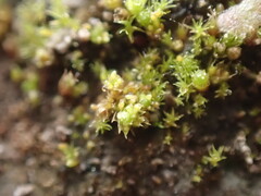 Bryum barnesii