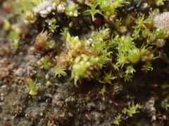 Bryum barnesii
