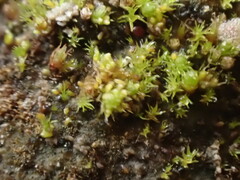 Bryum barnesii