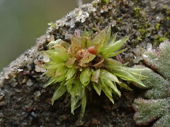 Physcomitrium patens