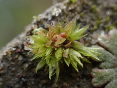 Physcomitrium patens