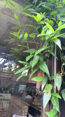 Paederia foetida