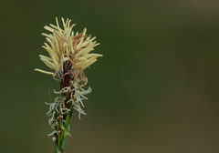 Carex caryophyllea