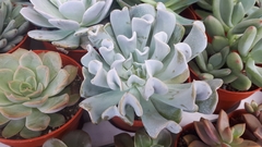 Echeveria runyonii