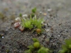 Physcomitrium patens