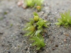 Physcomitrium patens