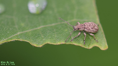 Cyphicerini