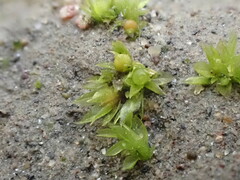 Physcomitrium patens