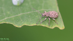 Cyphicerini
