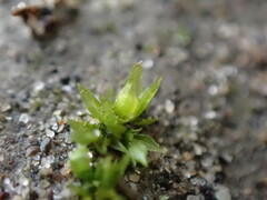 Physcomitrium patens