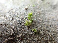 Physcomitrium patens