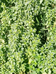 Mercurialis annua subsp. ambigua image