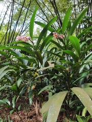 Alpinia