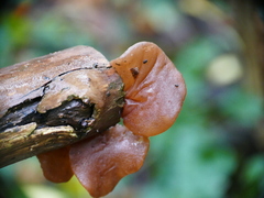 Auricularia auricula-judae