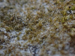 Ephemerum spinulosum