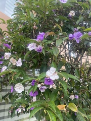 Brunfelsia