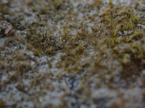 Image of Ephemerum spinulosum by no rights reserved
