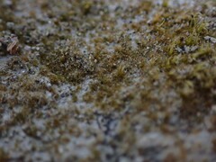 Ephemerum spinulosum