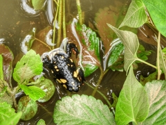 Melanophryniscus stelzneri