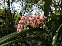 Alpinia