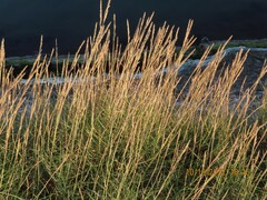 Sporobolus virginicus