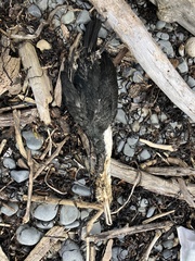Phalacrocorax varius varius