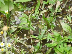 Melanophryniscus stelzneri