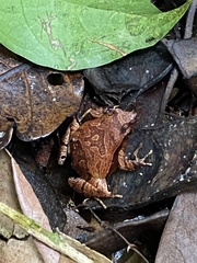 Physalaemus obtectus