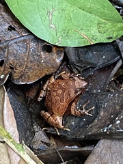 Physalaemus obtectus