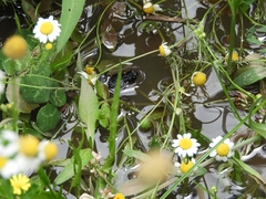 Melanophryniscus stelzneri