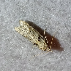 Heterocrossa gonosemana