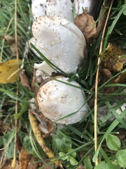 Coprinus