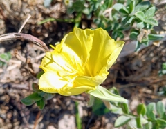 Oenothera drummondii