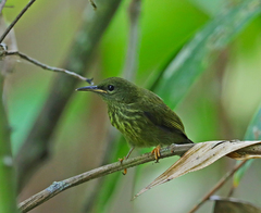 Kurochkinegramma hypogrammicum