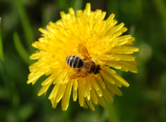 Andrena flavipes