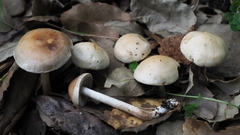 Hebeloma sacchariolens