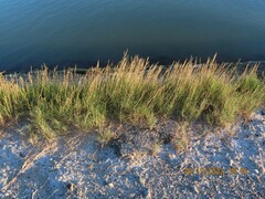 Sporobolus virginicus