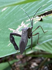 Acanthocephala latipes