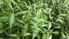 Persicaria odorata