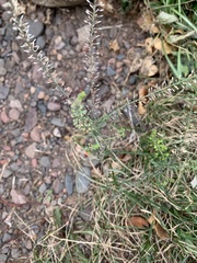 Lepidium densiflorum