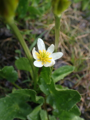 Caltha leptosepala