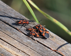 Tropidothorax leucopterus