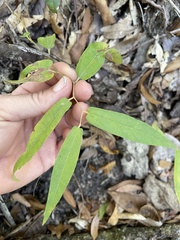 Endodeca serpentaria