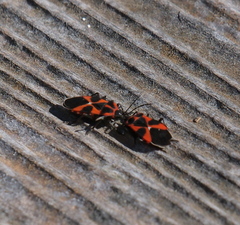 Tropidothorax leucopterus